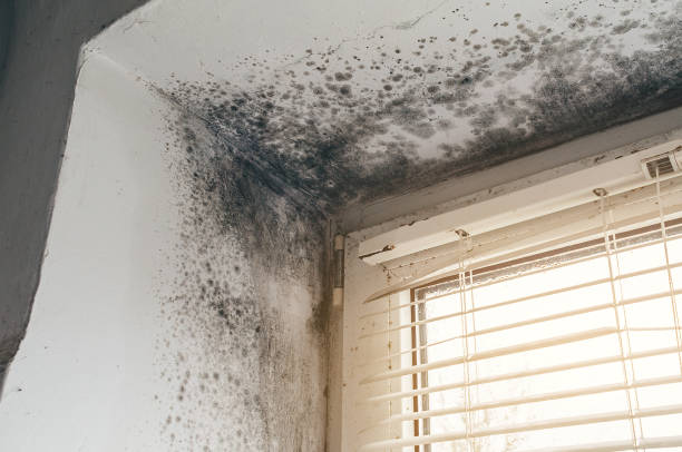 Affordable Mold Removal solutions in Kensington, NY
